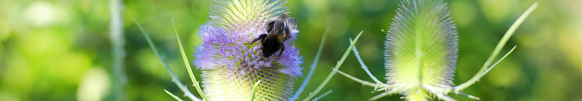 getragen-sein-naturkosmetik-DrJoseph-LivingNature-ostschweiz